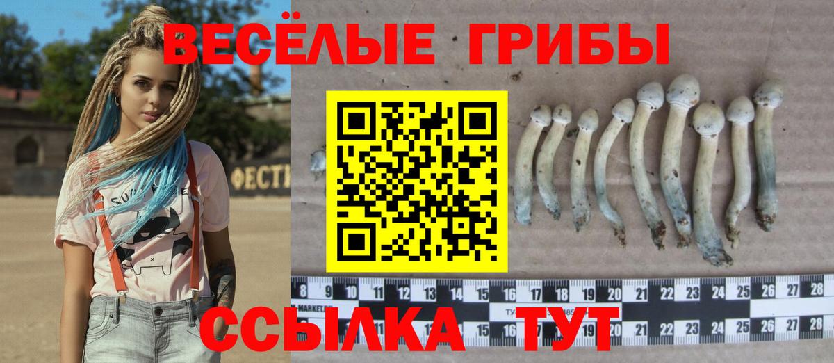 где можно купить   Вход с VPN  Губкинский  Псилоцибиновые грибы мицелий  Галлюциногенные грибы Psilocybine cubensis 